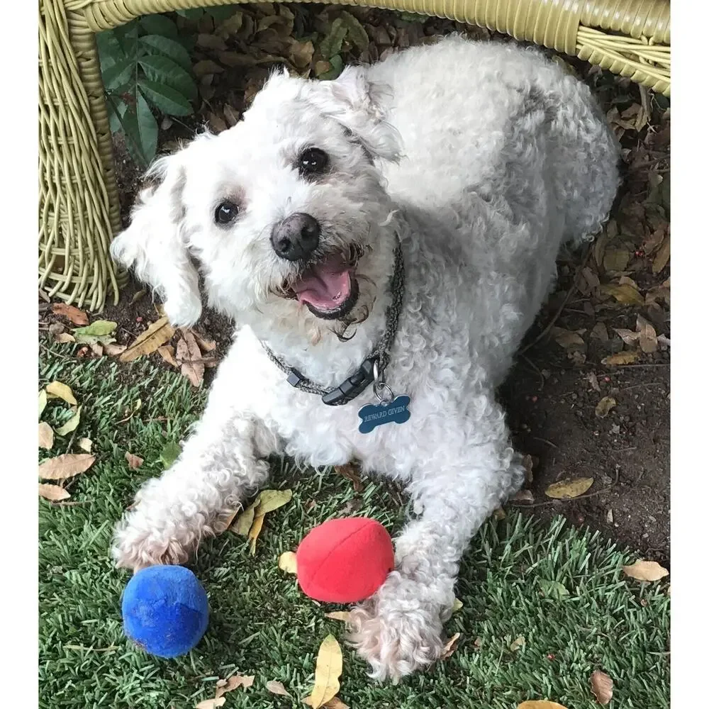 12 Pack Plush Squeaky Balls for Small Dogs or Cats - Red, Yellow, Blue